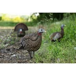 Avian-X LCD Breeder Hen Turkey Decoy -Hunting Time avian x lcd half strut jake turkey decoy 3