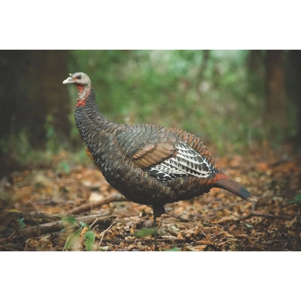 Avian-X LCD Lookout Hen Turkey Decoy 2 Avian-X LCD Lookout Hen Turkey Decoy - Image 2